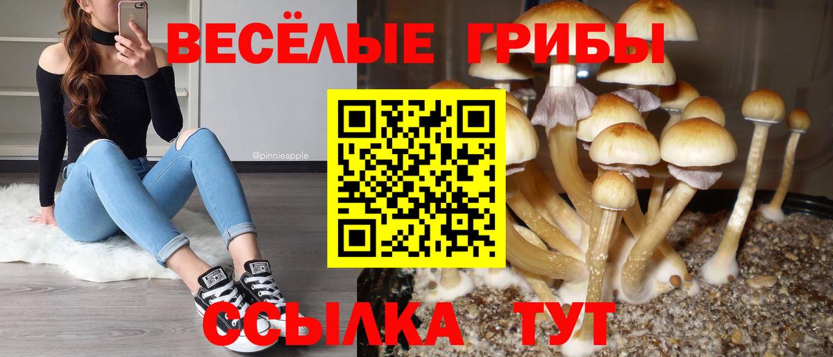 Галлюциногенные грибы Psilocybe  Вход с VPN  Мценск  Галлюциногенные грибы ЛСД 